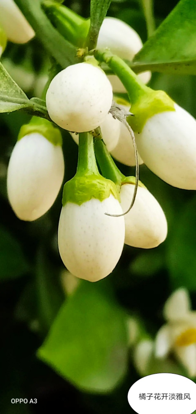 芒种种出新希望,芒种和幸福播种