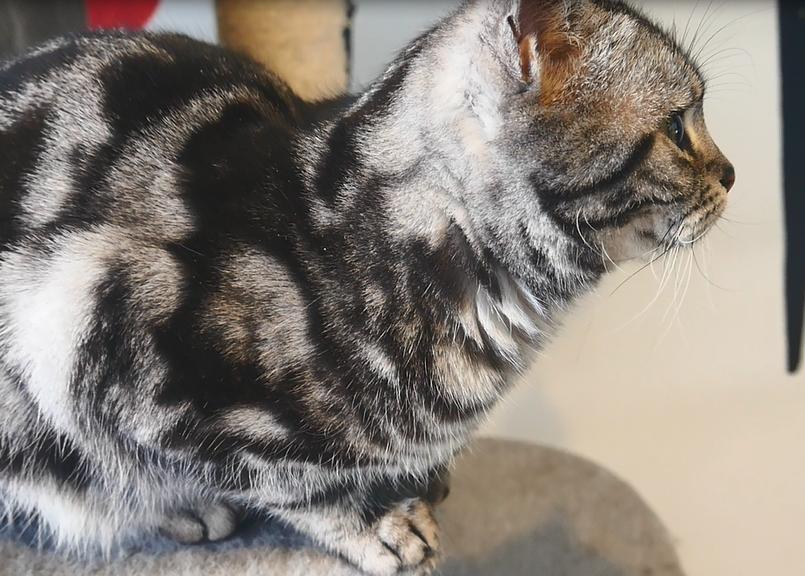 英短猫怕人怎么办,短毛猫刚到新家应该怎么办