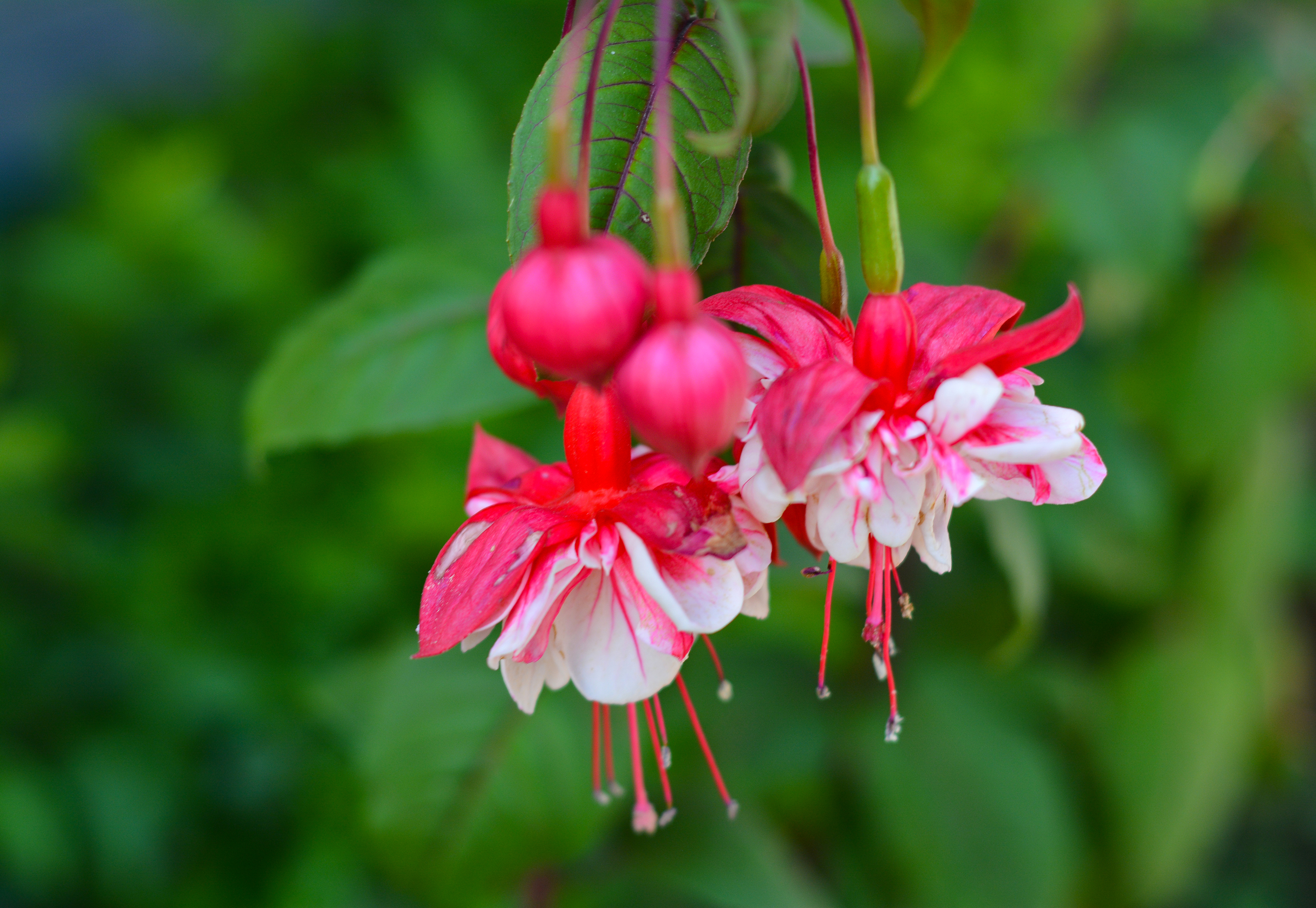 湛江去云南旅游怎么省钱,云南旅游自由行省钱攻略
