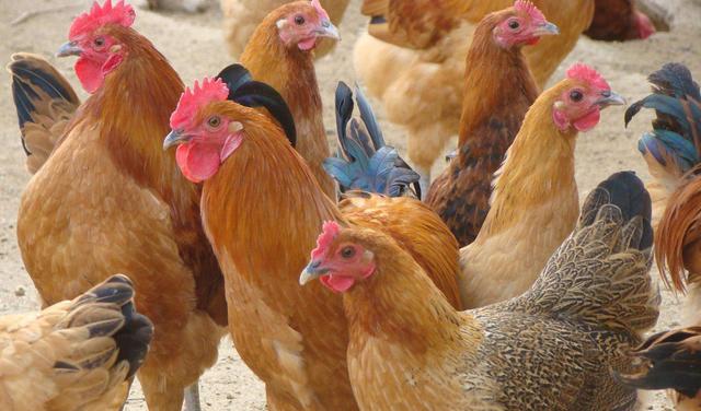 土鸡怎么吃下饭有营养,土鸡肉怎么炒好吃又下饭