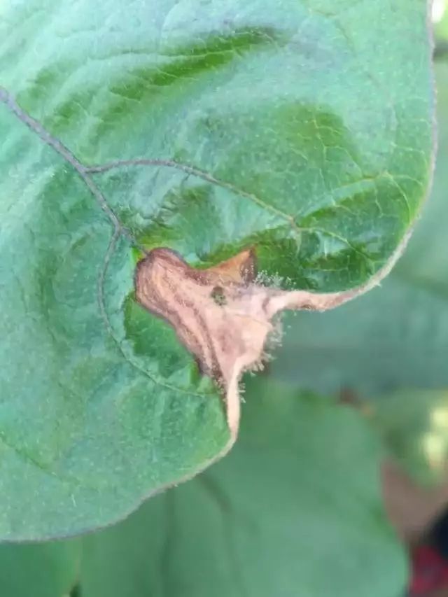 灰霉病如何防御,灰霉病的识别与防控