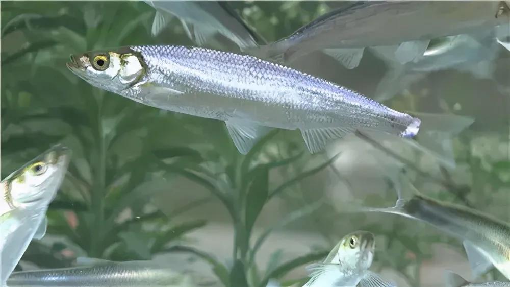 公认最好吃的10种淡水鱼,公认好吃淡水鱼有哪些种类