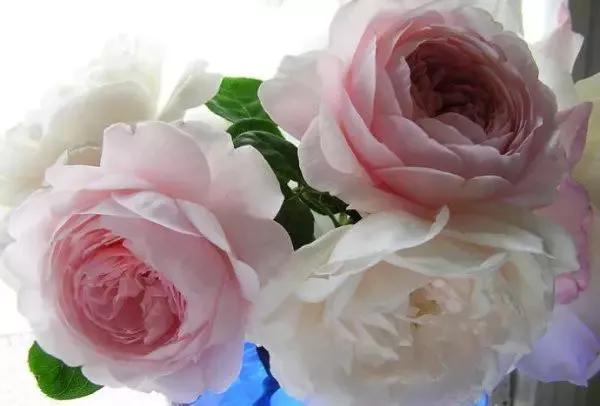 玫瑰有几种品种图片及名称,玫瑰品种分类名称及图片介绍