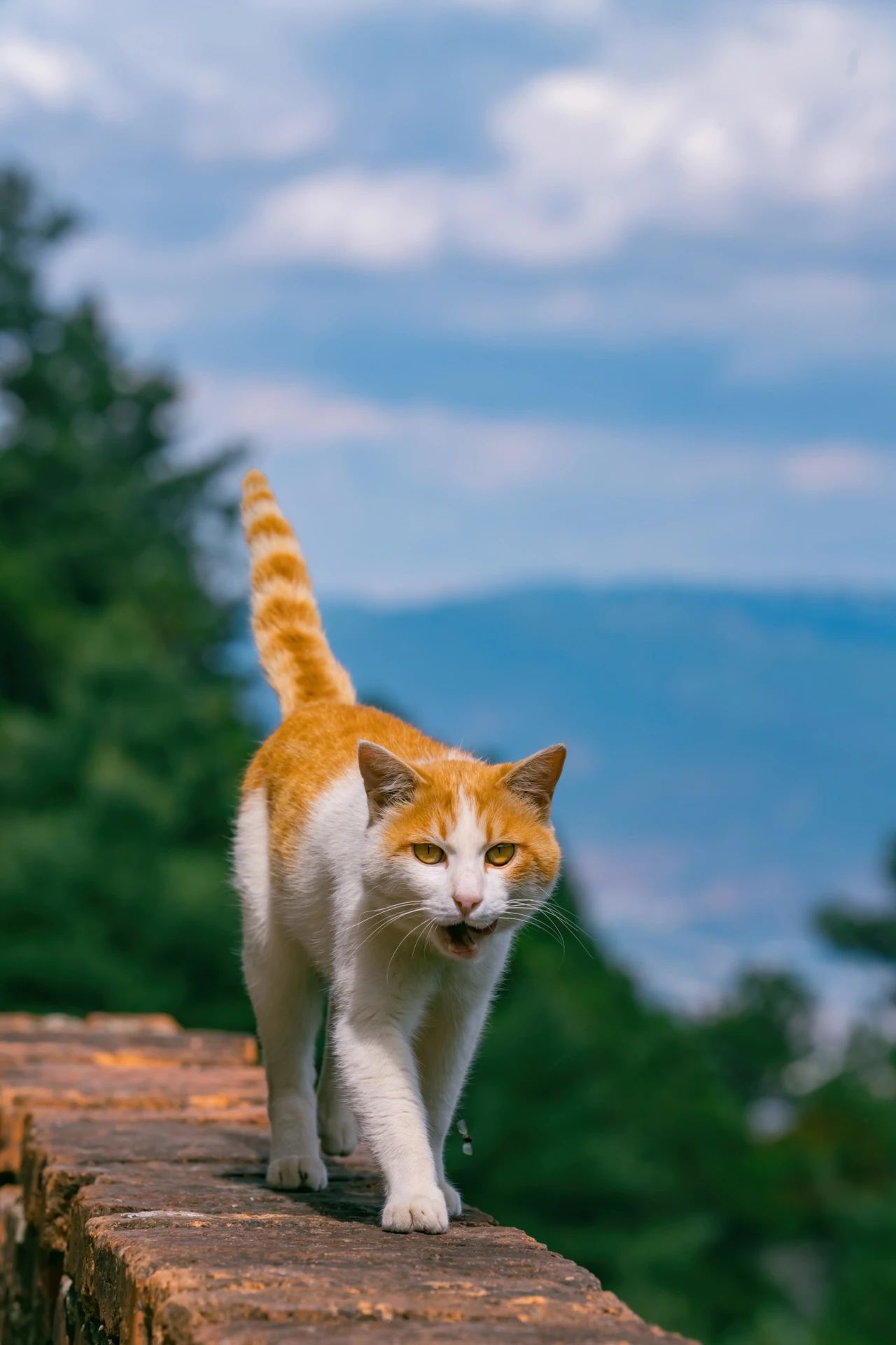 爬了近1个半小时，只为这大理苍山古寺中，孤独又可爱的大橘猫