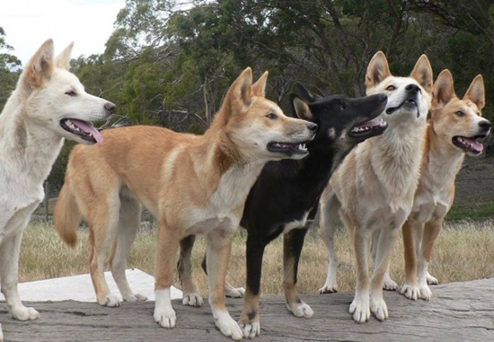 猫狗祖先的进化史,猫狗在现今社会的地位