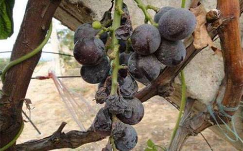 葡萄已经得了水罐子病怎么办,葡萄水罐子病