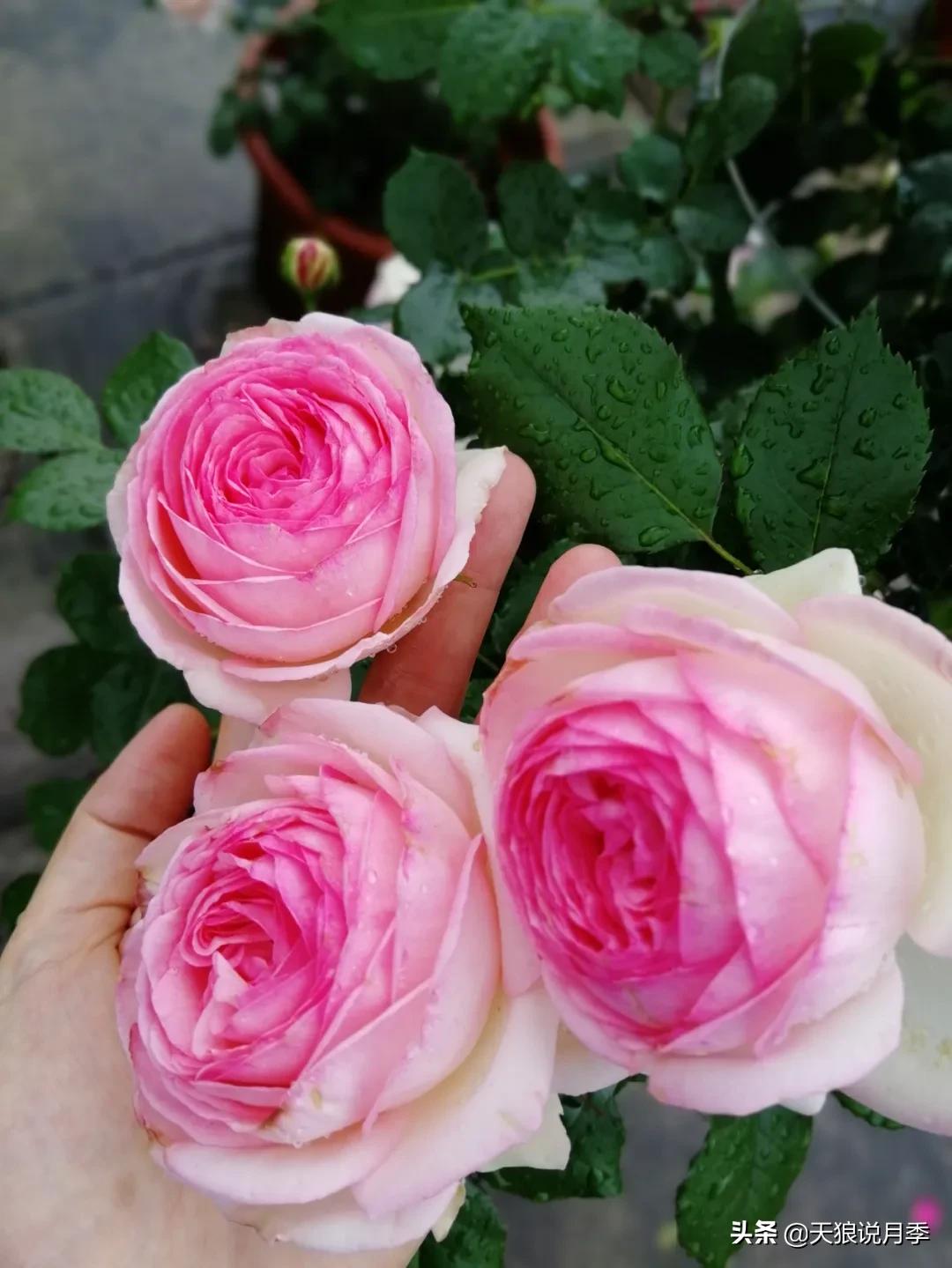 月季春季第一波花要不要剪,月季春季第一波花开后嫁接