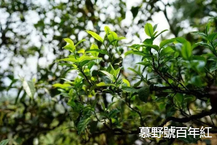 洪普号冰岛五寨黄金叶,冰岛五寨古树黄金叶