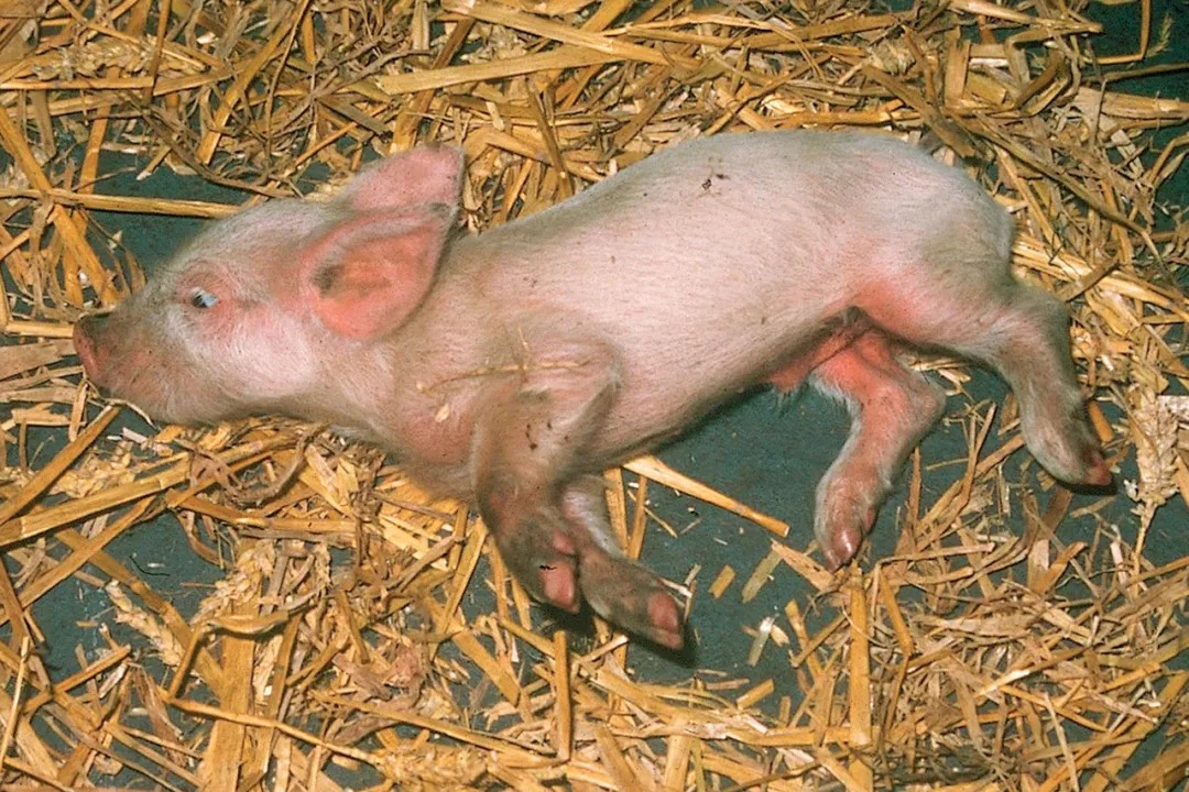 一夜爆红张文宏：抗过非典，绞过猪疱疹，正在对抗新冠病毒