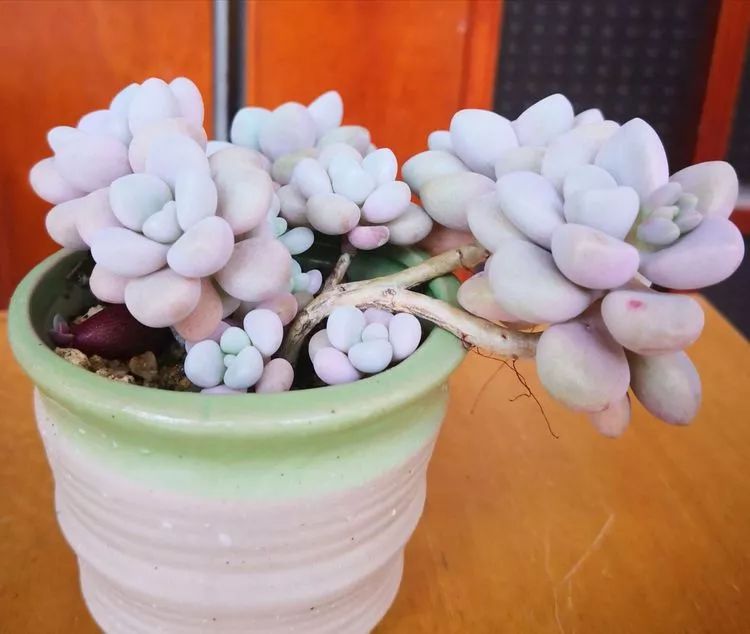 一花一世界多肉园艺,一花一世界一叶一菩提多肉植物