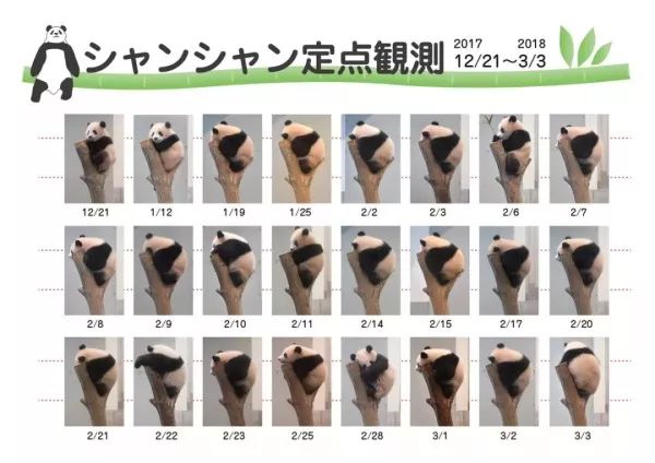 为什么全世界都喜欢大熊猫,世界各地的人们都喜爱大熊猫英语