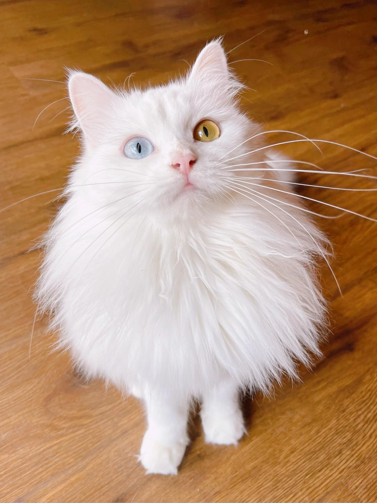 中华田园狮子猫多少钱一只,中华田园猫狮子猫蓝色眼睛