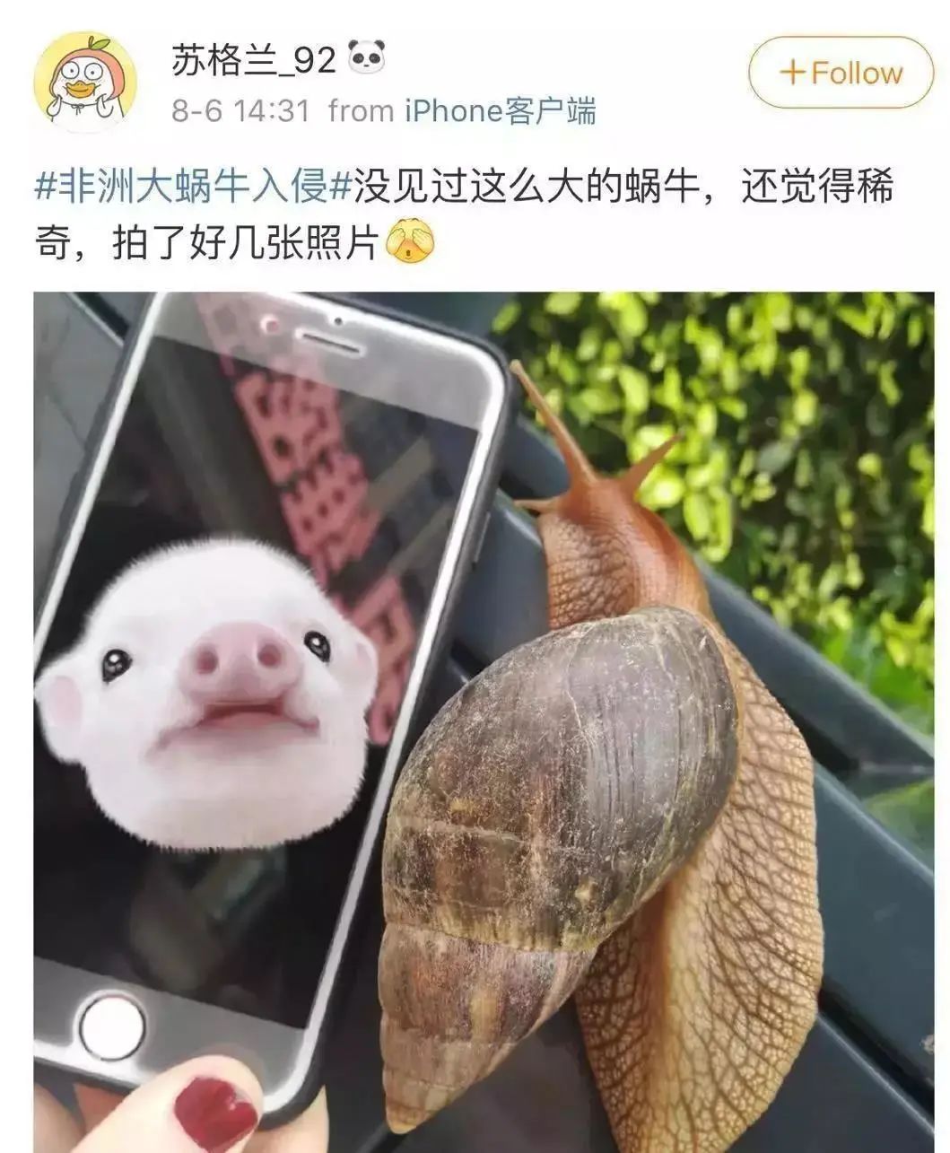 广州近期出现的变异蜗牛,深圳雨后巨型蜗牛