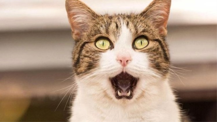 猫咪感冒发烧用啥药品,猫咪药品