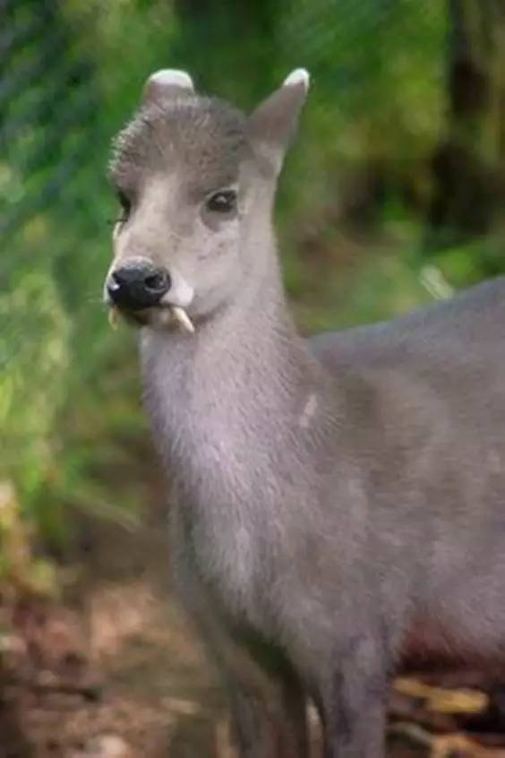 这100种动物你都认识吗,10种从未见过的动物