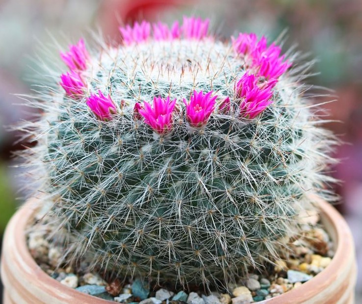 十个仙人球,最新30个仙人球品种