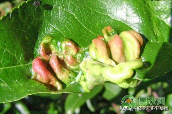 桃树缩叶病的治疗用什么药治,桃树缩叶病是什么原因引起的