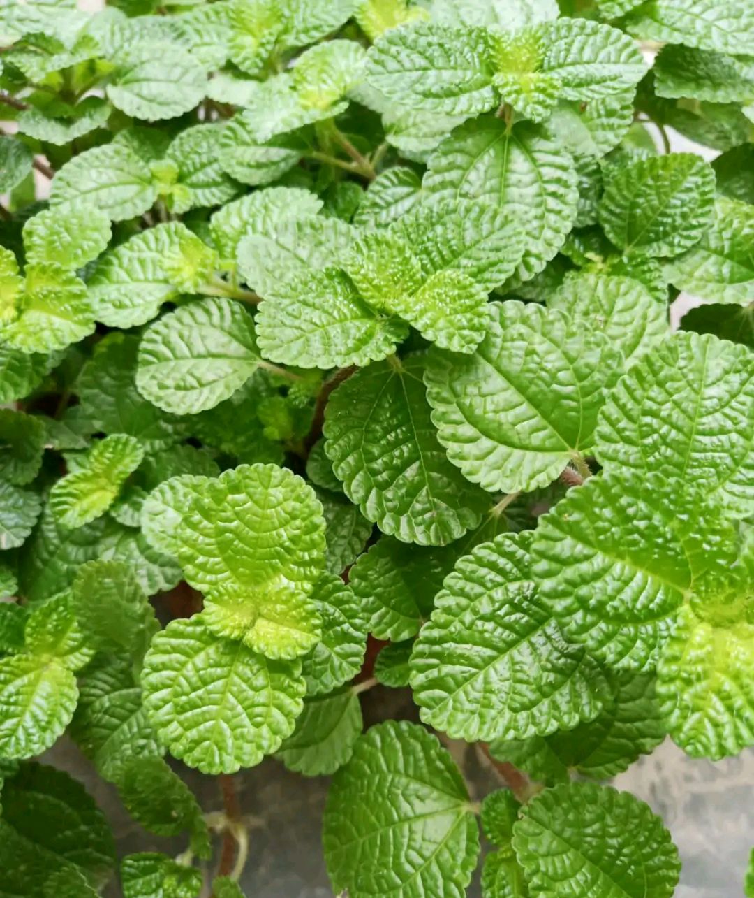 这8种花你不要乱浇水,新手种花品种推荐