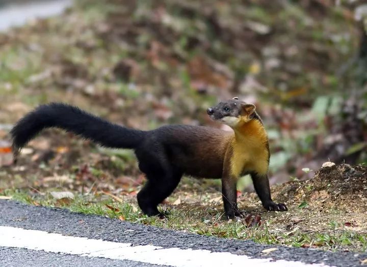 东北的貂有多好看,东北人眼里的貂