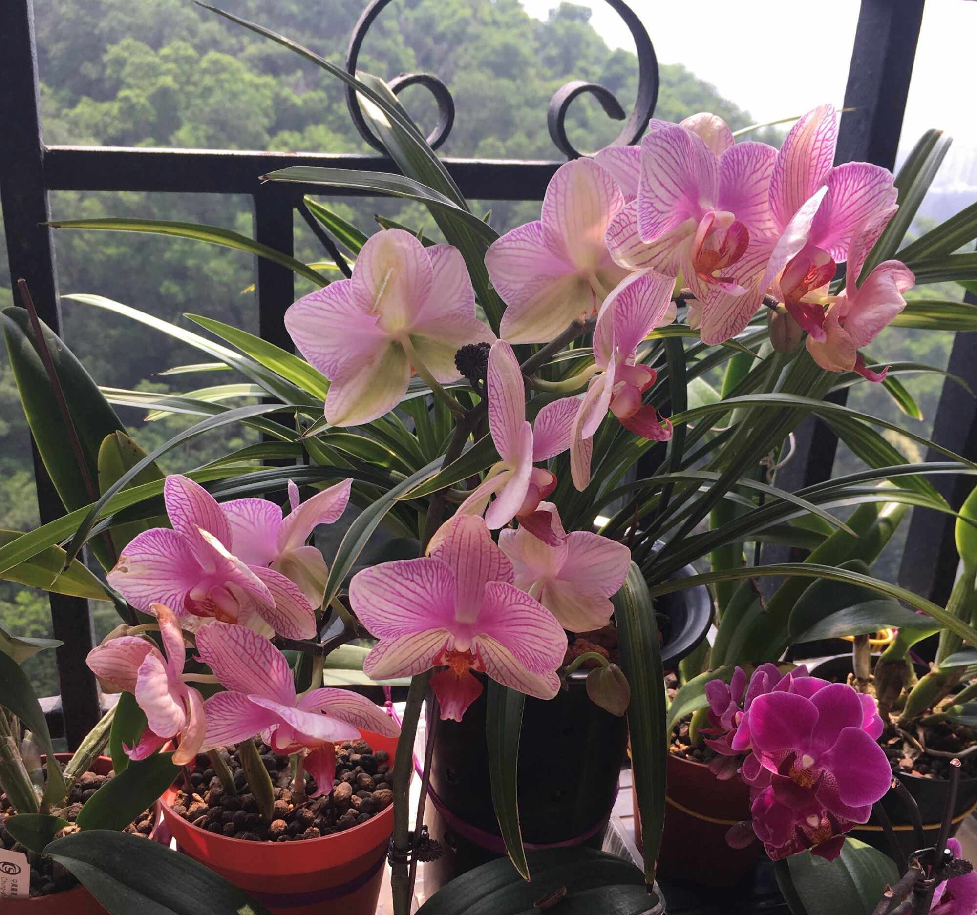 家庭养花自制无臭味的养花肥料,去除羊粪异味的几种方法