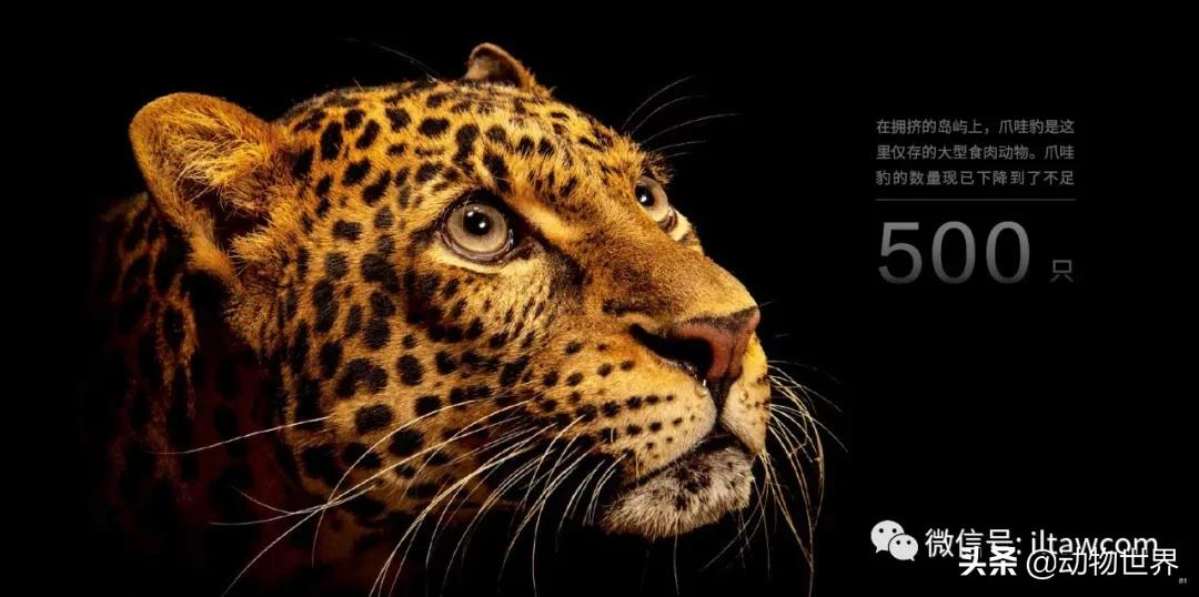 十大濒危动物国际珍惜动物保护日,世界珍稀保护动物保护日