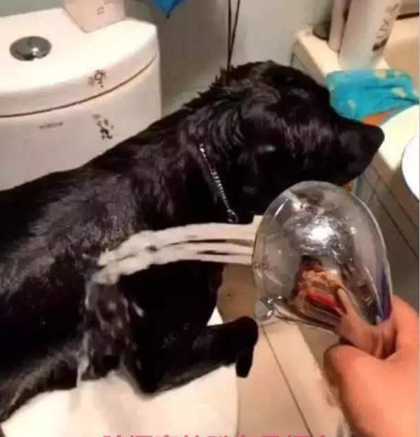 养狗的20大坏处视频,养狗黑背值得养吗