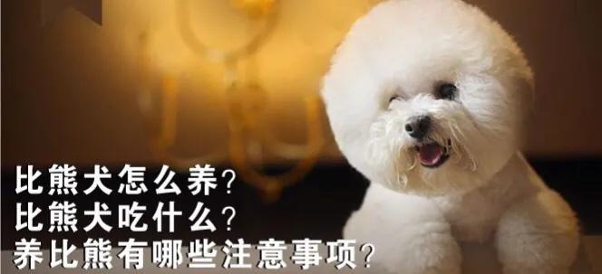 比熊犬怎么养？比熊犬吃什么？养比熊有哪些注意事项？?