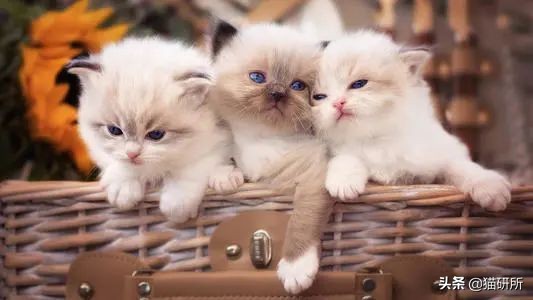 如何挑选一只健康的小猫咪,怎样快速得到小猫咪