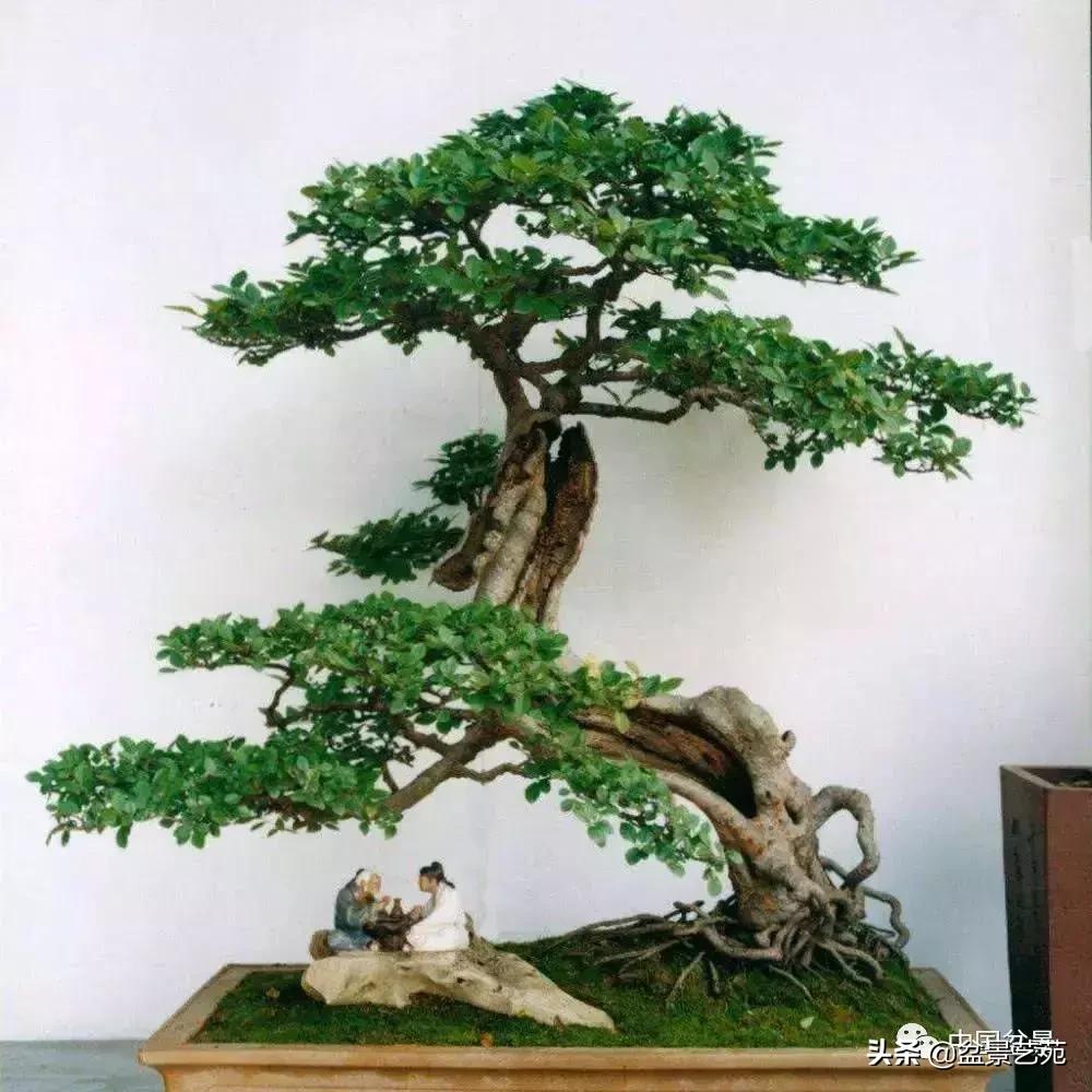 天生好养的36种盆景植物,什么植物盆景适合屋内养