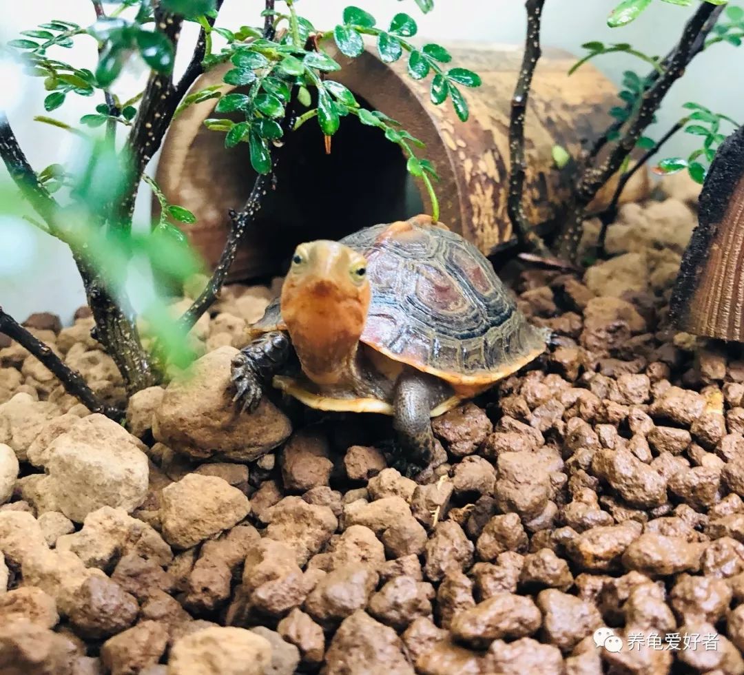 深水淹死龟其实浅水养龟更可怕,养龟简单吗