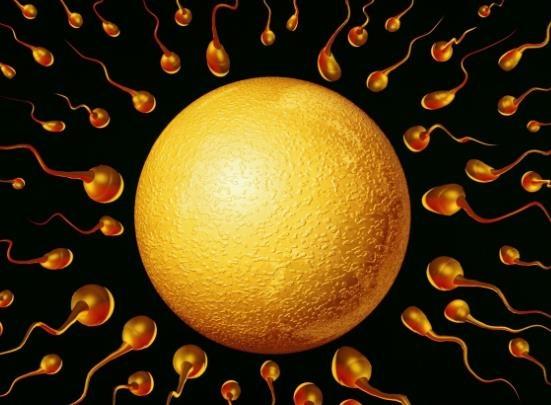 在排卵期怀孕好些吗,在排卵期怀孕的概率大吗