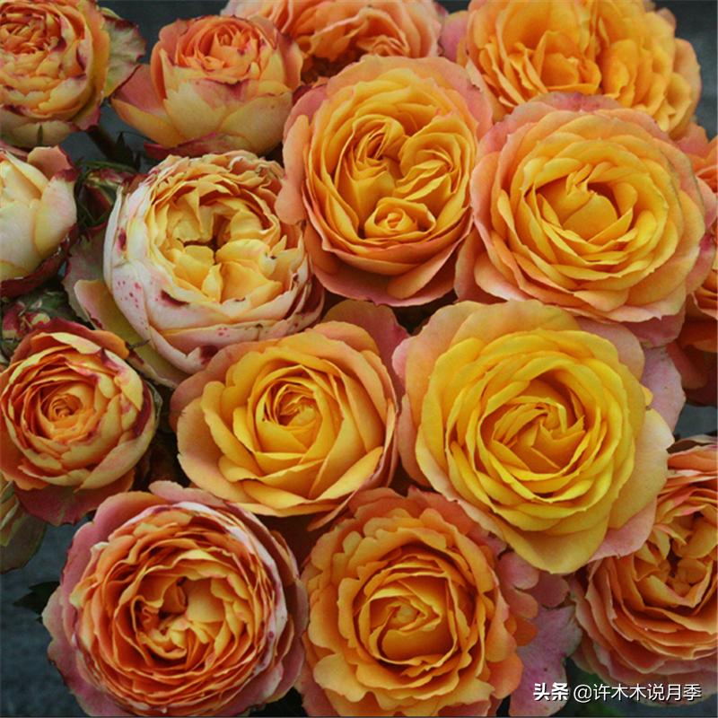 月季有盲枝是什么原因,春天月季全部都是盲芽是什么原因