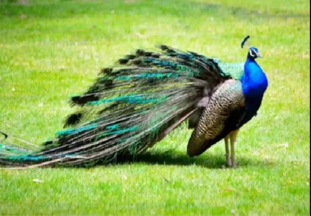 巴西烤肉自助餐双人,好吃的巴西烤肉自助