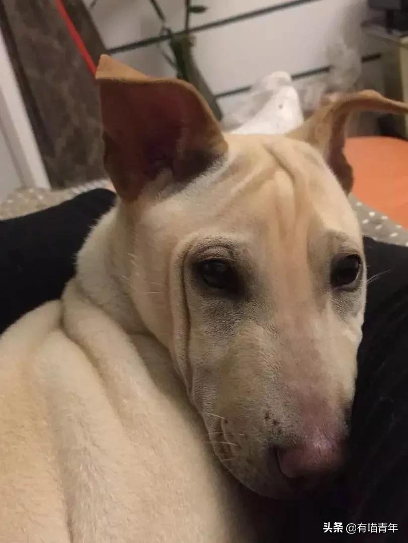 听说给猫起名越贱越好养活,科普给猫起名