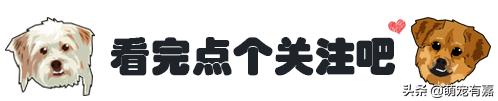 怎么缓解狗狗过敏症状,对狗狗过敏有哪些症状怎么治疗
