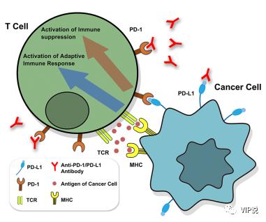 pd-1和pd-l1的介绍,pd-1各种单抗比较