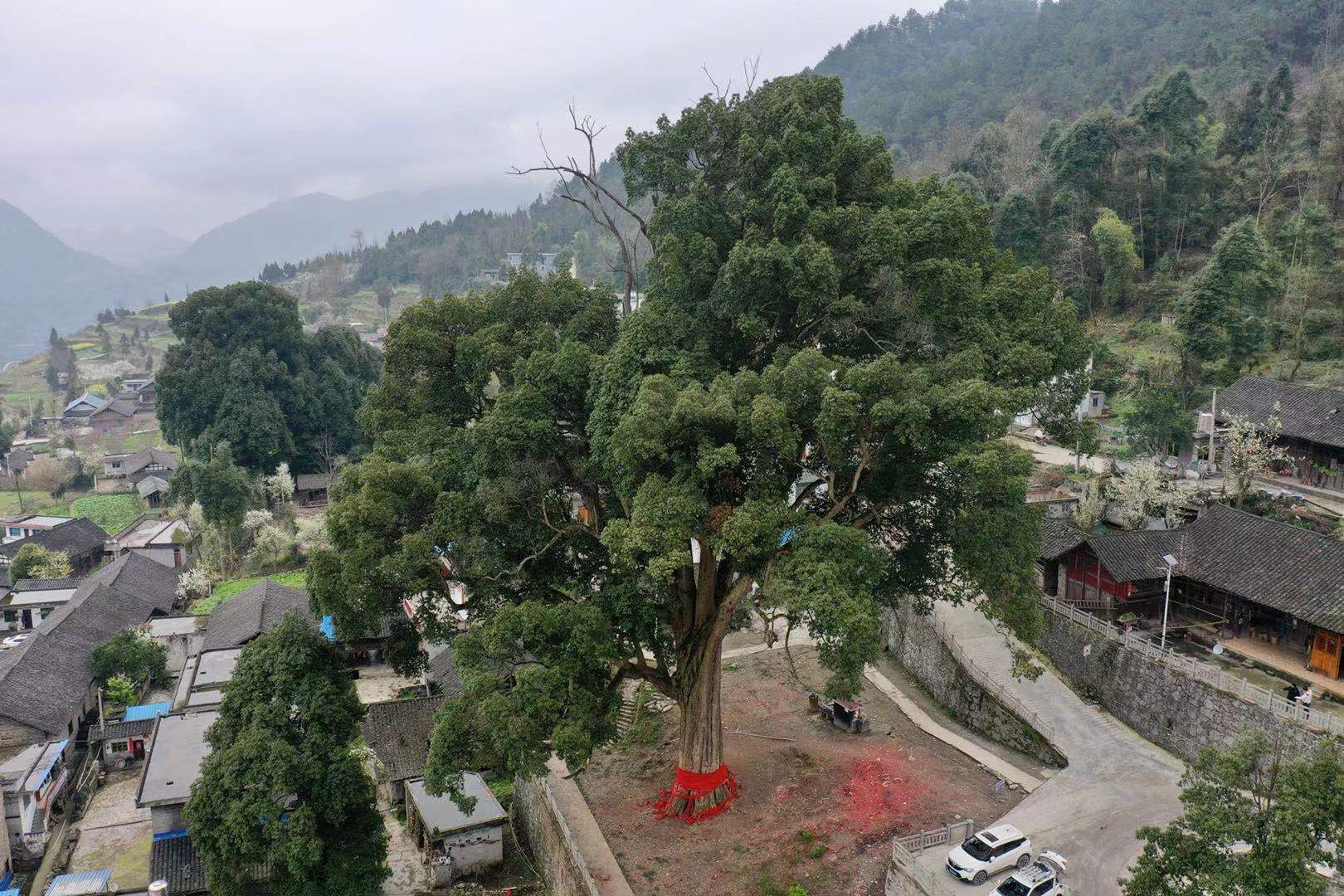 贵州发现一棵上千年金丝楠木王,贵州大山发现金丝楠木王