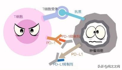 全球批准上市pd-1药物,中国抗癌新药pd1