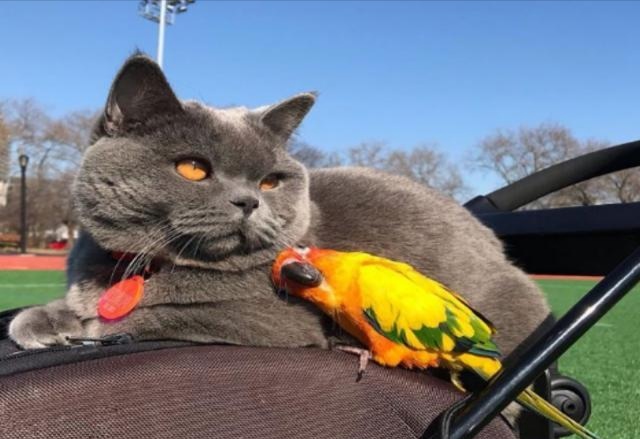 鹦鹉和猫打架谁最厉害,怎么预防猫咪对鹦鹉下手