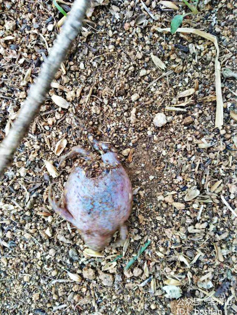 秋风起蝉蜕飘落,秋风起刘禹锡