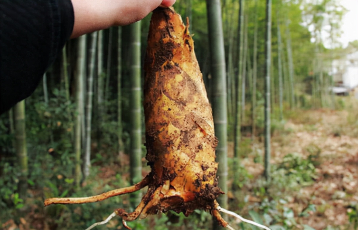 冬笋多钱一斤,冬笋从哪里长出来好吃