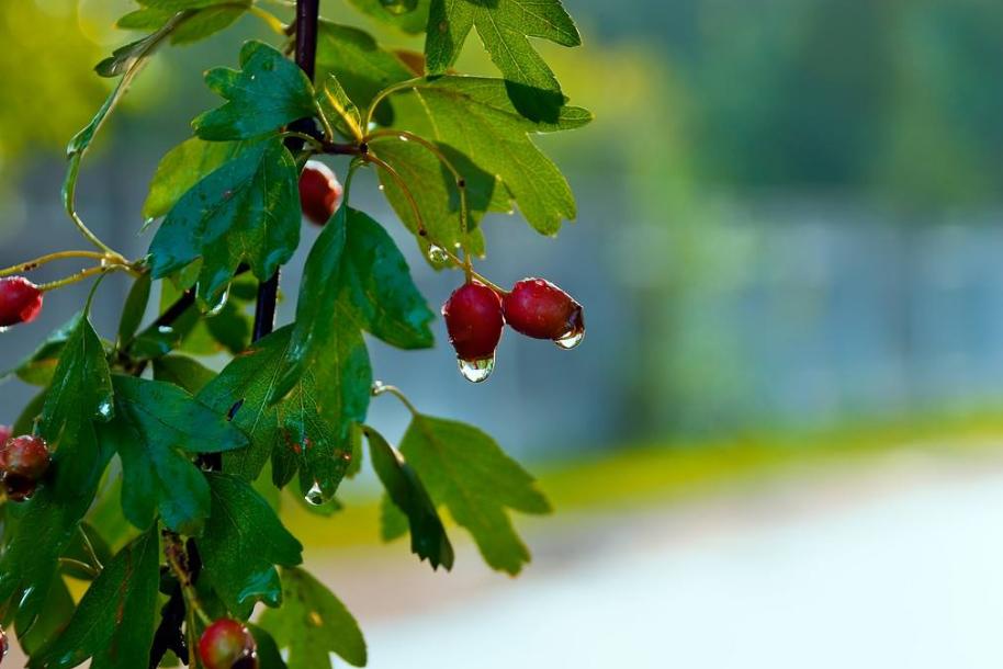 夏雨诗词作品欣赏,带有夏雨两字的诗词