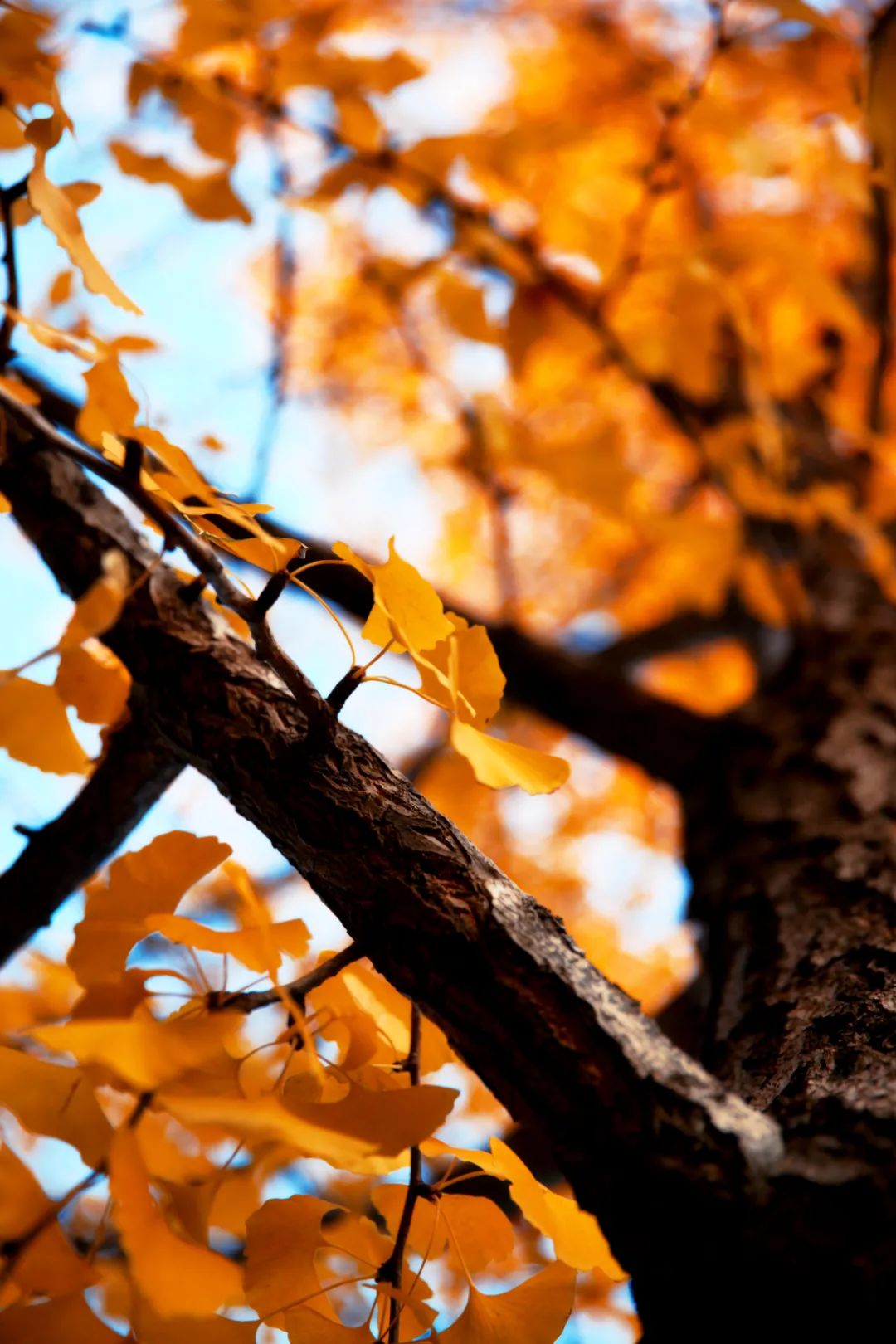 还没想好国庆去哪？自驾2.5小时，在秋日里泡温泉吃美食