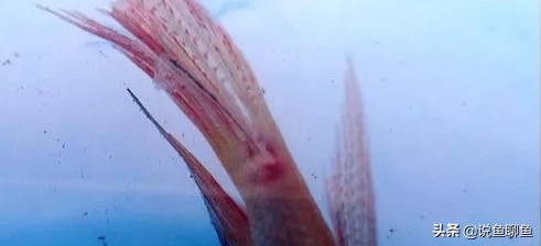 锚头蚤寄生虫怎样治疗,中国斗鱼寄生虫图片