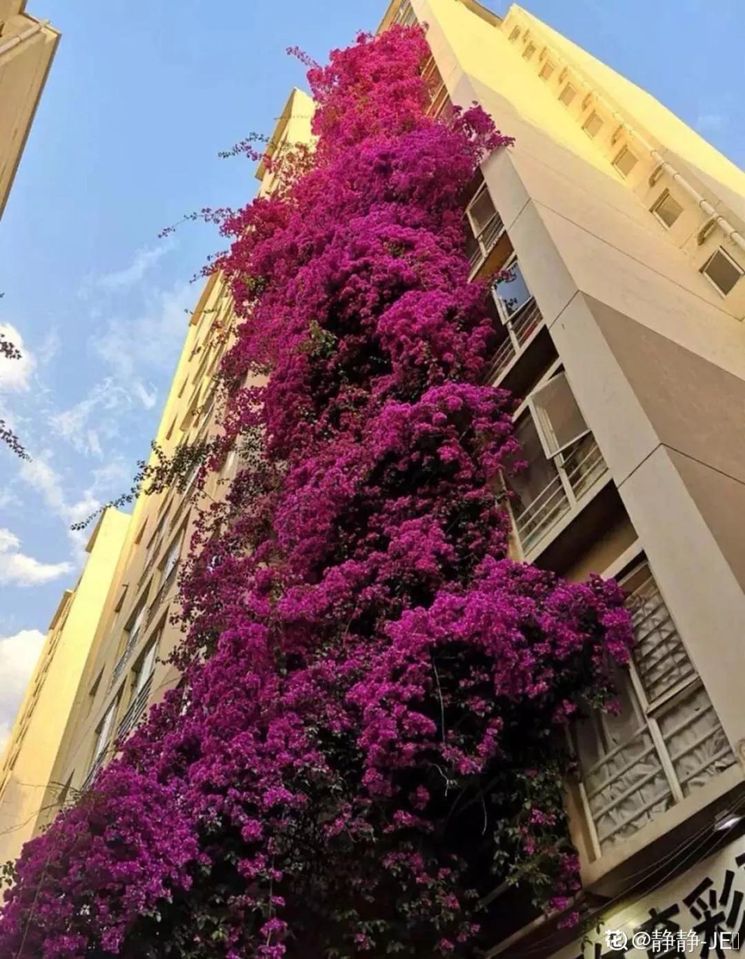 春天开的花有哪些常见又漂亮,十大名花在春天开的有哪些