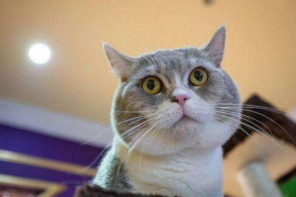 经常打猫有什么后果,每天打猫猫咪会怎么样