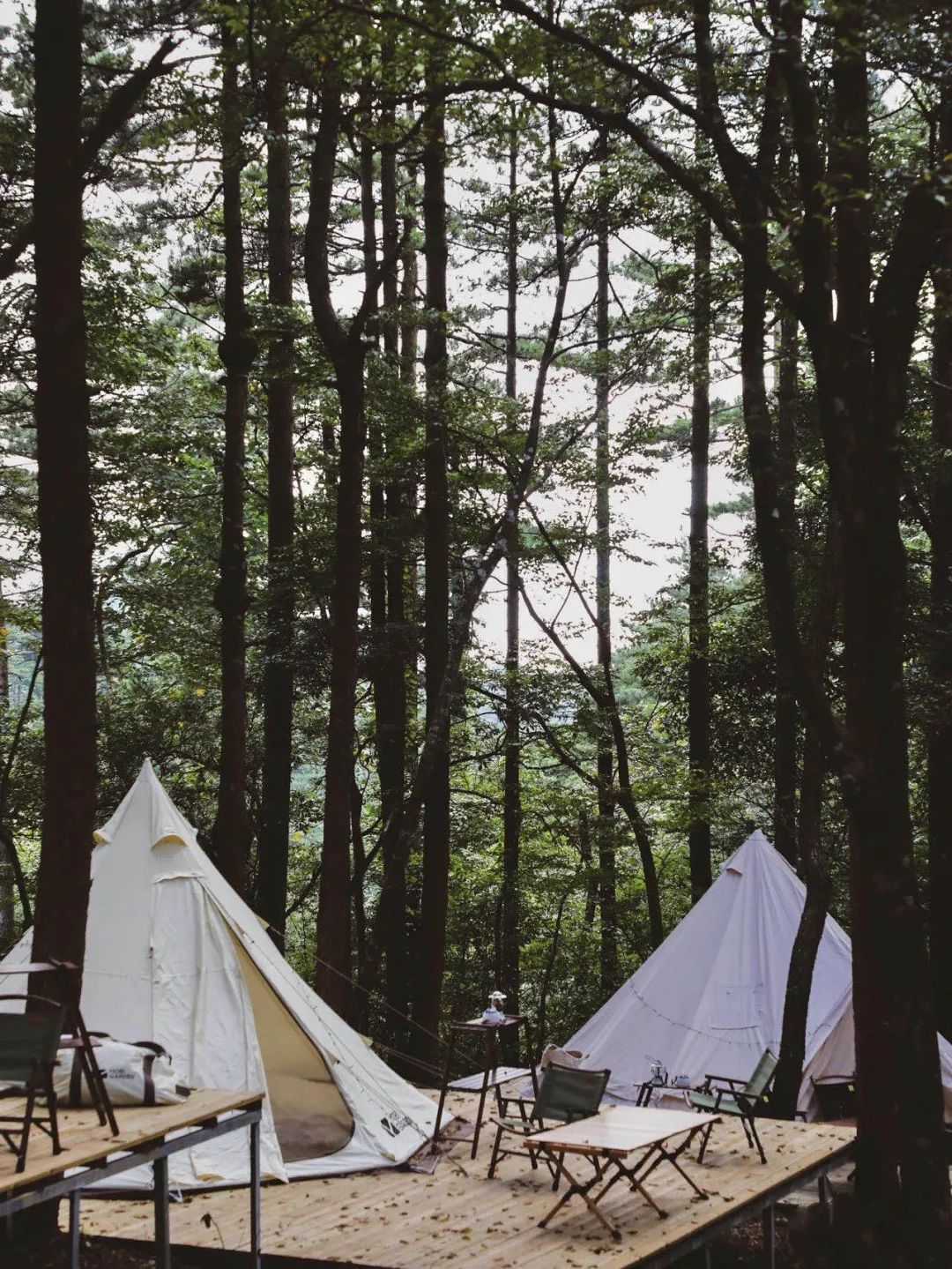 人类森林露营,人类高质量游览