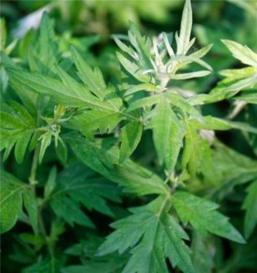 制作清明粿的野菜叫什么,清明节习俗做粿潮汕