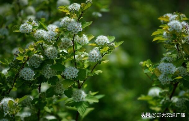 石楠花春天,石楠花已经开了
