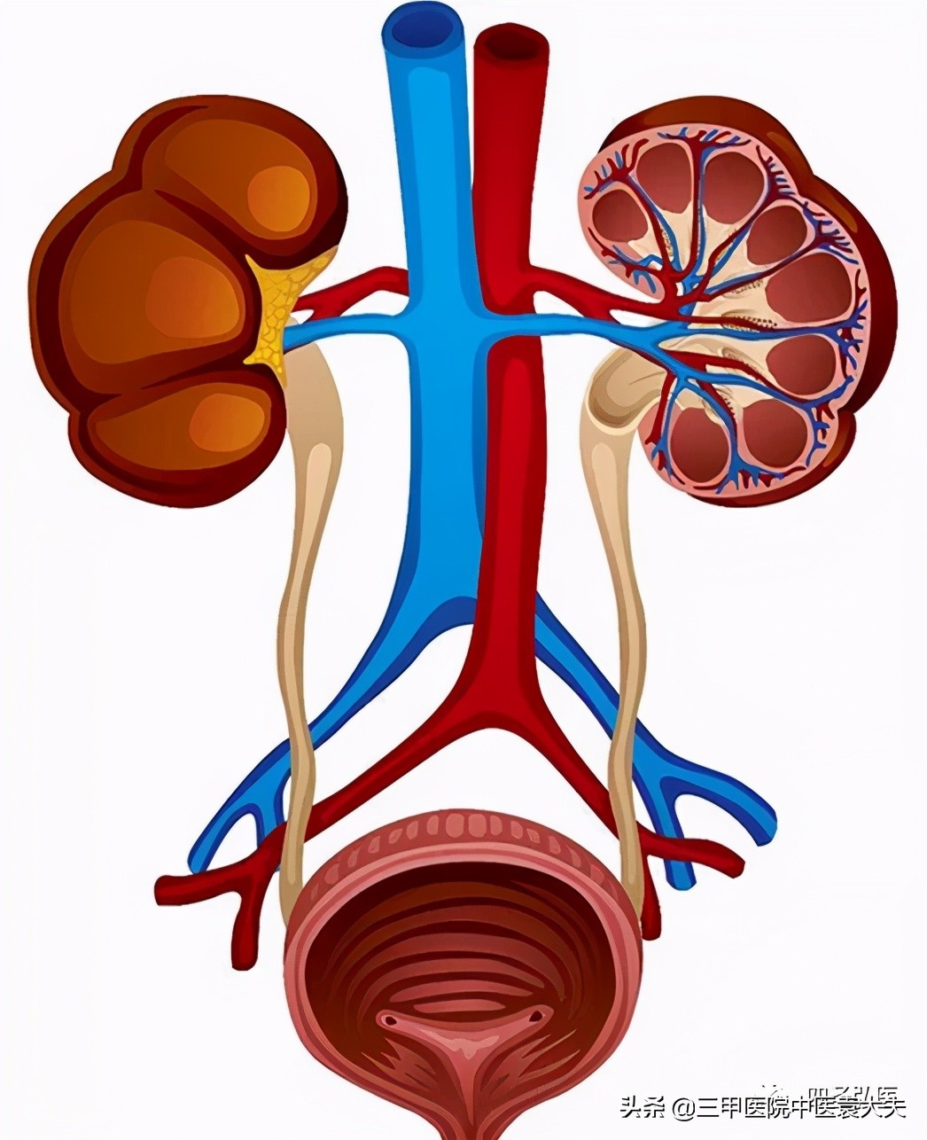 望闻问切讲解视频动画,望闻问切全集